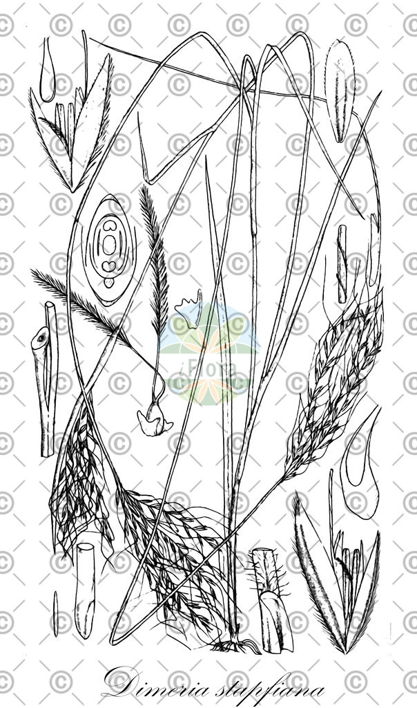 HistAbb_wfo-0001164544_1_ENZY_Simple | Historische Abbildung von Dimeria stapfiana - Poaceae | Historical Illustration of Dimeria stapfiana - Poaceae