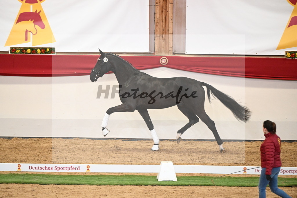 Kat.-Nr. 49 v. Debutant PS_Greim_2250167 | hf-fotografie - Realisiert mit Pictrs.com