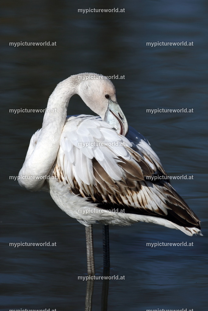 Rosaflamingo-052 | Das Bilderarchiv über Tiere, Planzen und Landschaften. In der Bilddatenbank finden Sie ein große Auswahl an hochwertigen Bilder für Ihre Werbung - Realisiert mit Pictrs.com