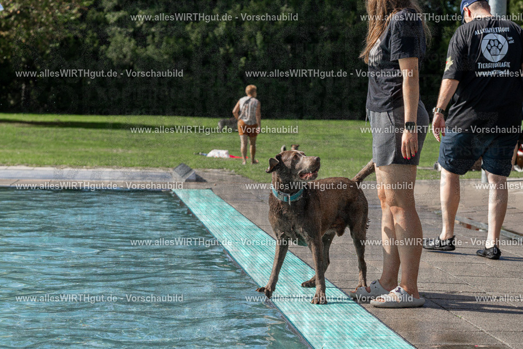 Hundeschwimmen_Volksbad_2026-allesWIRTHgut_Tierfotografie-2609061532-FAY07250 | Professionelle Tierfotografie in Mönchengladbach von Daniel Wirth (allesWIRTHgut). Liebevolle & natürliche Bilder von Hunden & Katzen für unvergessliche Erinnerungen.