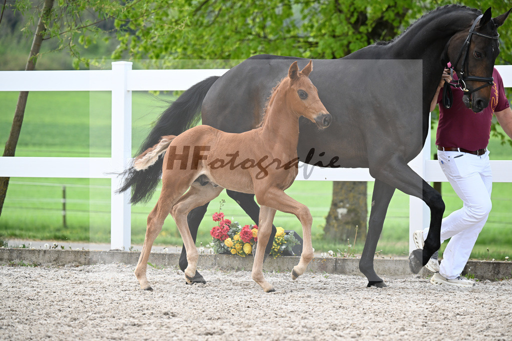 Kat-Nr. 5 HF Von Und Zu x Escamillo_von Unger_23260144 | hf-fotografie - Realisiert mit Pictrs.com