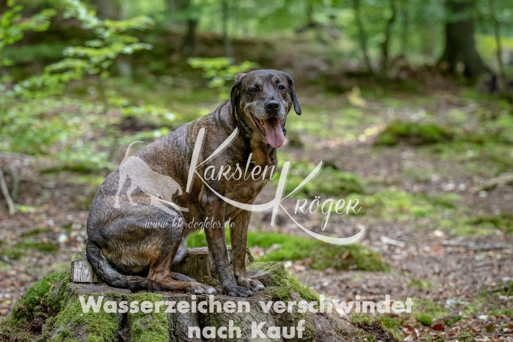 1243_ZZ91165-Bearbeitet | kk-dogfotos
