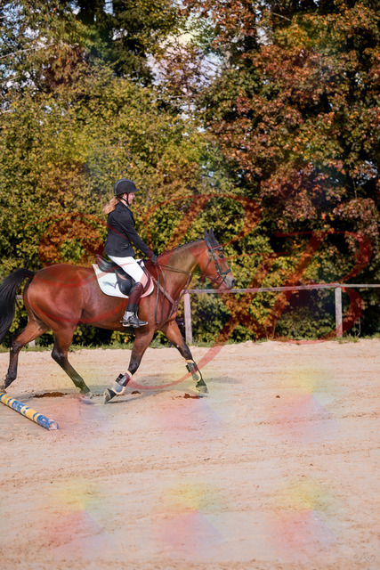 2026_10_03_Siefer-Hof_143437_Z81_02632340 | Professionelle Reitsport-, Turnier- und Eventfotografie von Robert Broda. Galerien mit ausgewählten und bearbeiteten Bildern direkt online ansehen und bestellen.