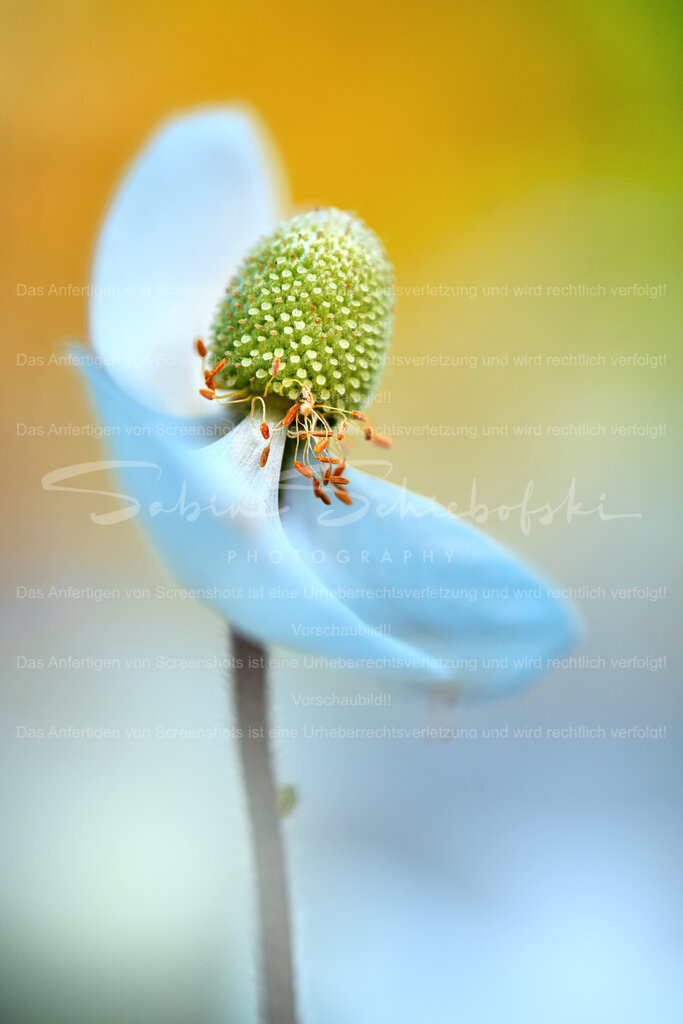 Entblättert | Der Pollenstand eines grossen Windroeschens vor pastellfarbenen Hintergrund  - Realisiert mit Pictrs.com