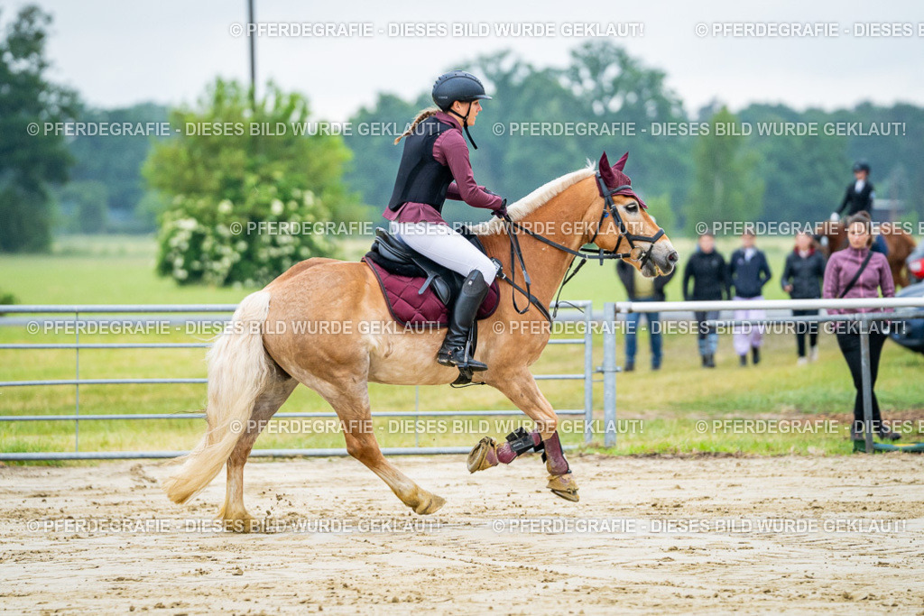 DSC02247 | Pferdegrafie