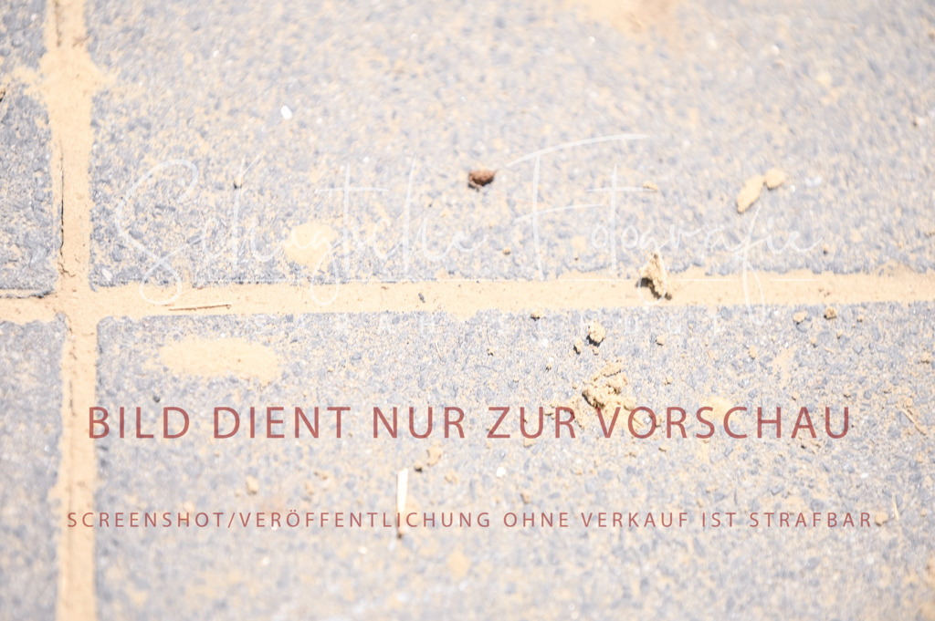 Schugtsche-Aluta25-55.Dressurreiterprf.L1Tr-19 | Schugtsche Fotografie - Realisiert mit Pictrs.com