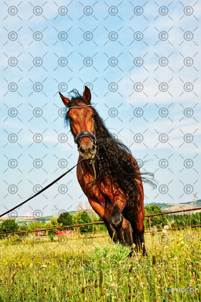 243_202406_Niki-Herodes_NZ9_0115 | proPHOTO - Realisiert mit Pictrs.com