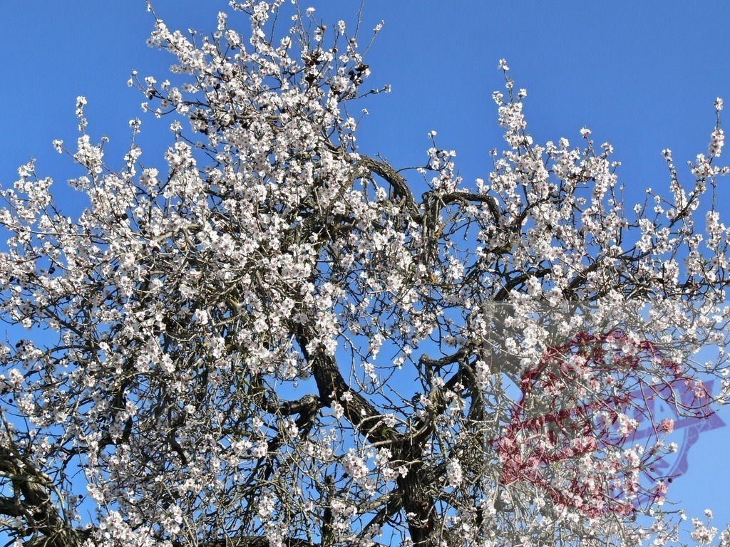 Almond tree blooming against clear blue sky | Almond tree branches featuring white blossoms during early spring - Realized with Pictrs.com