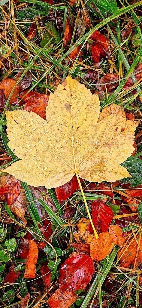 Herbstblatt mit Tau | untamo - Realisiert mit Pictrs.com