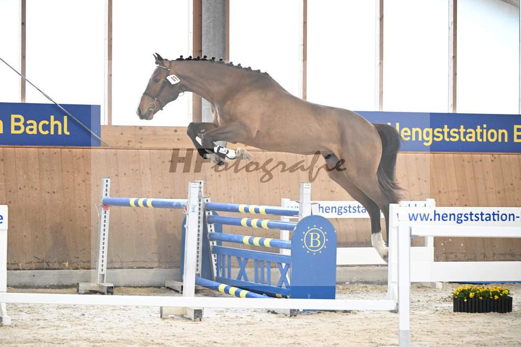 Kat-Nr. 7 Securus Eickenrode v. Eldorado v d Zeshoek_5251234 | hf-fotografie - Realisiert mit Pictrs.com