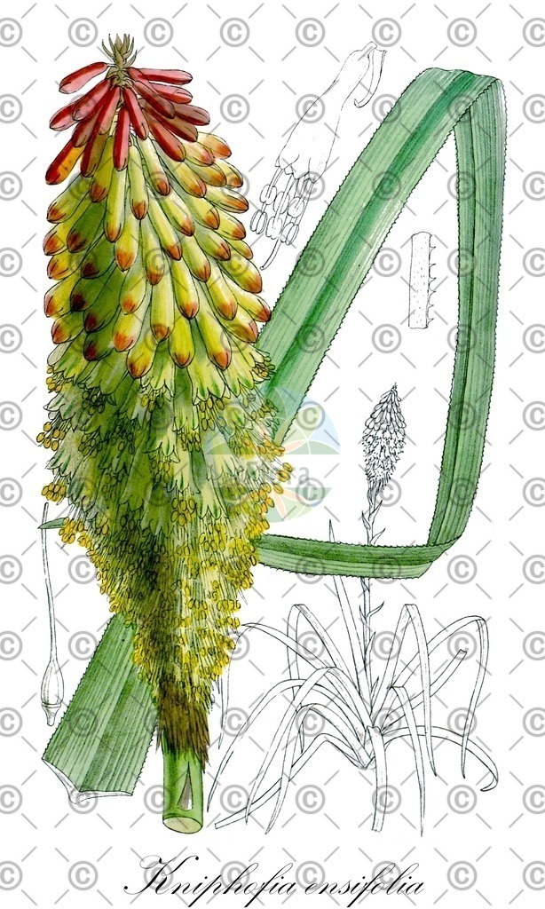 HistAbb_wfo-0000357230_1_ENZY_Simple | Historische Abbildung von Kniphofia ensifolia - Asphodelaceae | Historical Illustration of Kniphofia ensifolia - Asphodelaceae