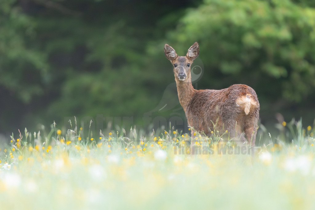 R6M39187_20260509 | Ein weibliches Reh (Capreolus capreolus) steht in einem blühenden Feld, das mit gelben Hahnenfußblüten und weißen Blumen übersät ist. Der Blick des Rehs ist direkt auf den Betrachter gerichtet, während es sich leicht nach hinten dreht. Im Hintergrund ist ein unscharfer grüner Wald zu sehen, der eine natürliche Umgebung schafft. - Realisiert mit Pictrs.com
