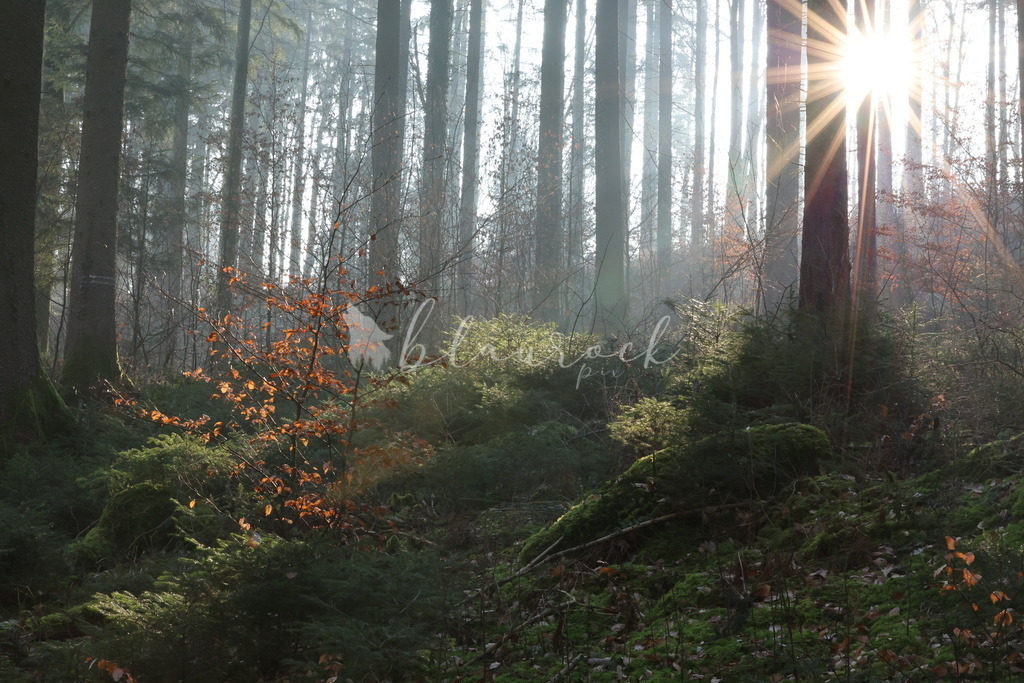 Natur_00017 | Sportbilder, Sportfotograf, Hochzeits- und Eventfotografin, Flugshows, Portraits und Tiershooting, Aviation, Downhill, Nationalleague, Swissleague, International