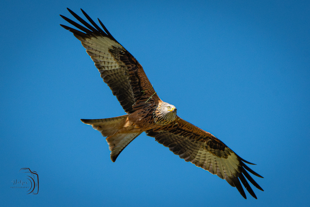 Rotmilan | Holzisphotography, Landschaftsfotografie, Wildlifefotogorafie - Realisiert mit Pictrs.com