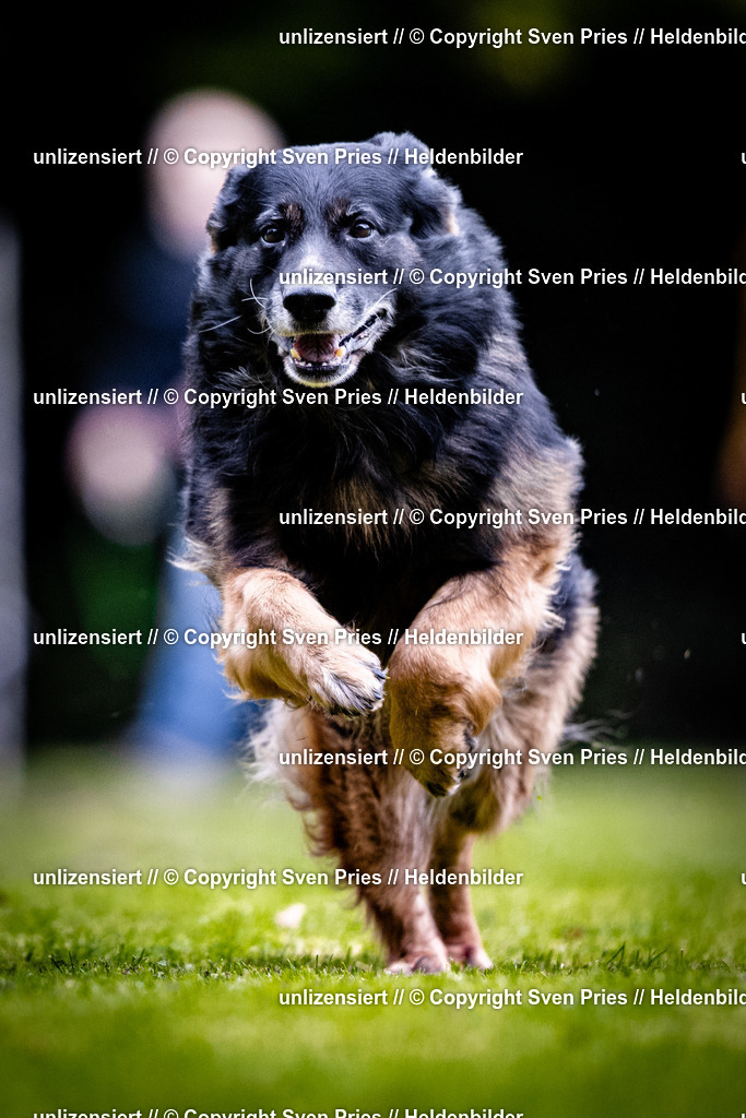 Sven Pries | 2025-10-03 - Hunderennen Obergrombach - Realisiert mit Pictrs.com