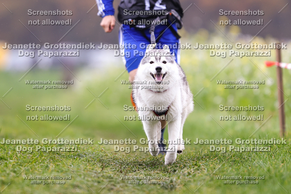 Dog Paparazzi - Visbeck 25 -794 | Dog Paparazzi Jeanette Grottendiek Fotografie & Videografie - Realisiert mit Pictrs.com