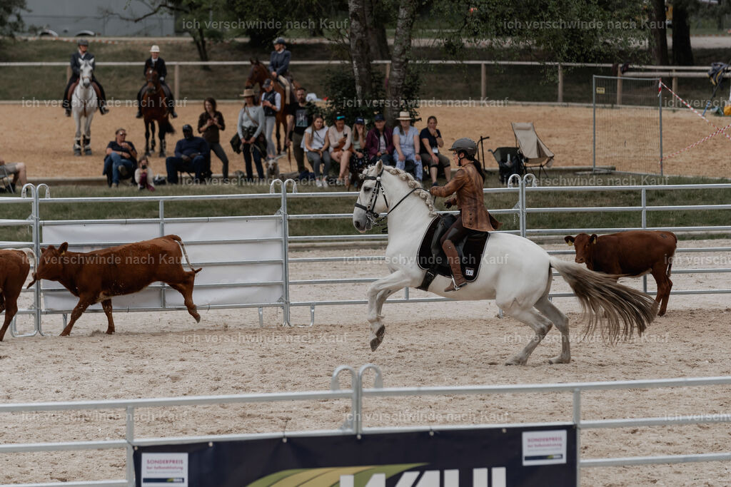 WE__Stoib_Rinder_PI2025_3130 | Pferd International München 2025