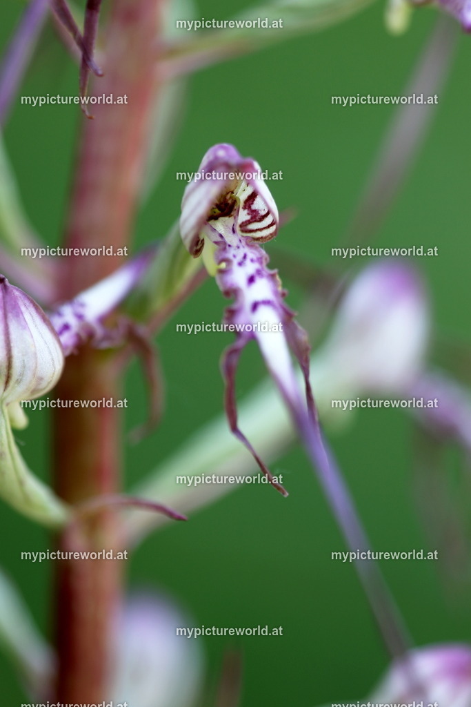 Adriatische Riemenzunge-020 | Das Bilderarchiv über Tiere, Planzen und Landschaften. In der Bilddatenbank finden Sie ein große Auswahl an hochwertigen Bilder für Ihre Werbung - Realisiert mit Pictrs.com