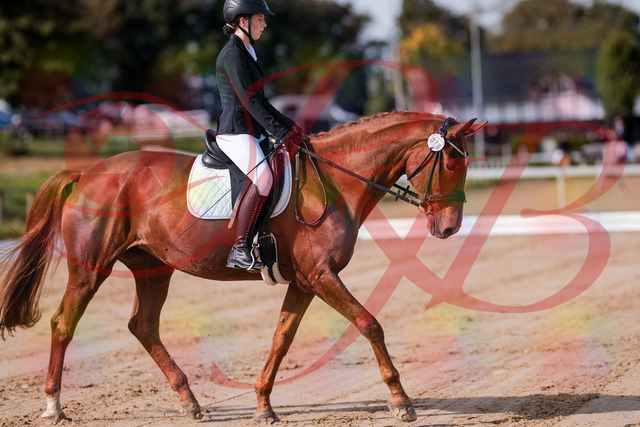 2026_10_03_Siefer-Hof_114101_Z81_83680510 | Professionelle Reitsport-, Turnier- und Eventfotografie von Robert Broda. Galerien mit ausgewählten und bearbeiteten Bildern direkt online ansehen und bestellen.