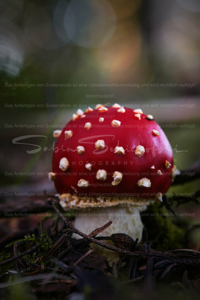 Wandbild Fliegenpilz | People- und Tierfotografie, Imageaufnahmen, Veranstaltungsfotografie und Wandbilder aus der Natur ★ Made in Germany ✔️ Druck + Downloads ✔️ Naturfotografie in Top Qualität ★ schneller Versand, weltweite Lieferung! - Realisiert mit Pictrs.com