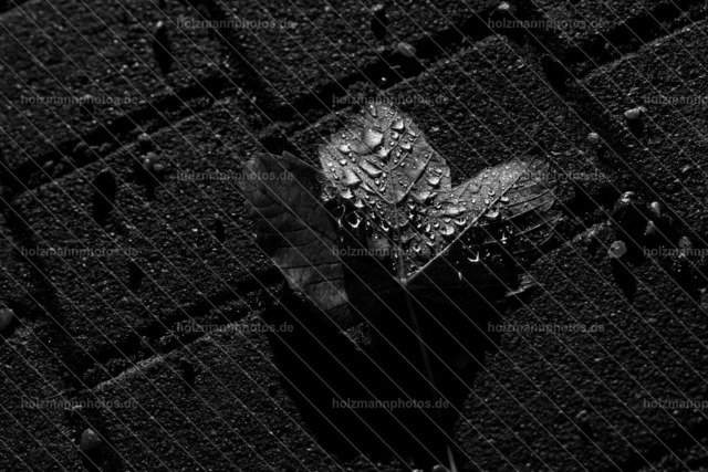 IMG_8653 | Fotograf Leipzig für Hochzeiten, Familienfeste & Porträts. Persönlich, ehrlich & echt – Emotion im Fokus. Jetzt Fotoshooting bei Holzmannphotos buchen!