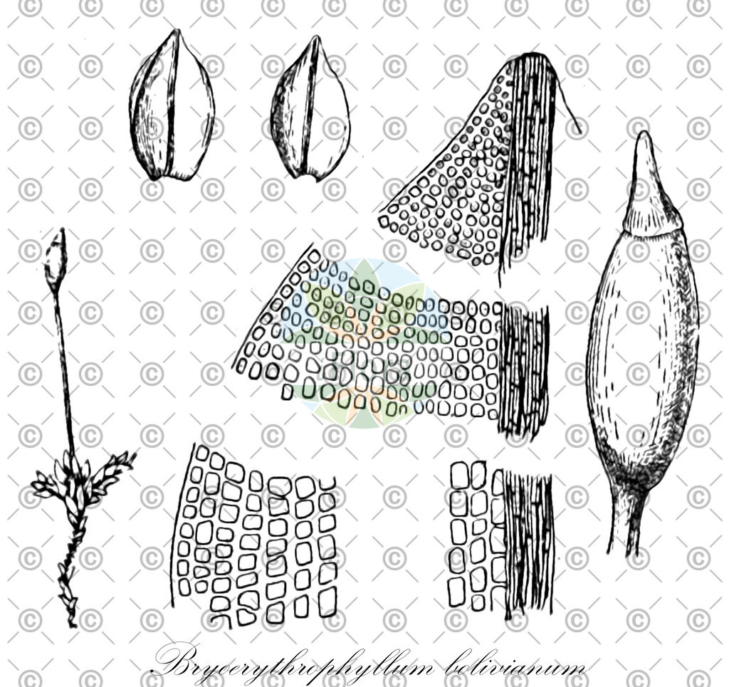 HistAbb_EMP_18474_SRC_Schlechtendal_FLORAD_SIMPLE | Historische Abbildung von Bryoerythrophyllum bolivianum - Pottiaceae | Historical Illustration of Bryoerythrophyllum bolivianum - Pottiaceae
