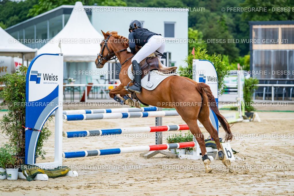 DSC01585 | Pferdegrafie