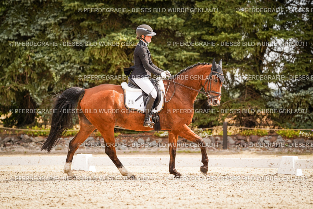 DSC01699 | Pferdegrafie