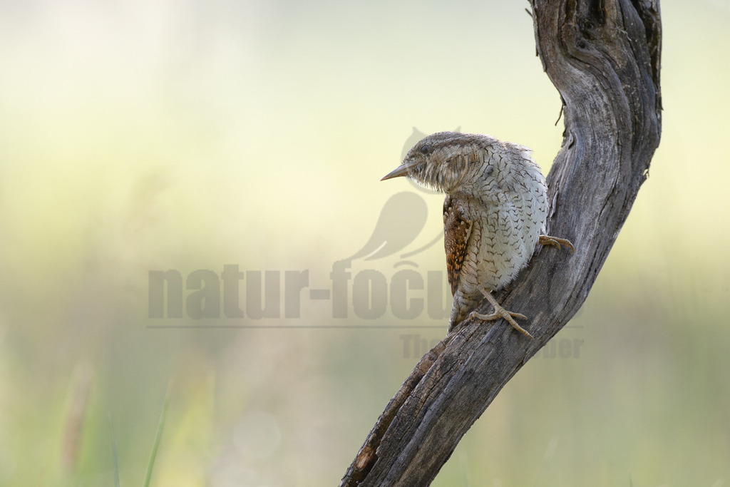 _5II0794_20250528 | Der Wendehals ist der einzige europäische Vertreter der Gattung Jynx, die außer ihm noch den in Afrika beheimateten Rotkehl-Wendehals umfasst. Die Art ist von Nordwestafrika ostwärts in einem breiten Gürtel bis an die asiatische Pazifikküste verbreitet.  - Realisiert mit Pictrs.com