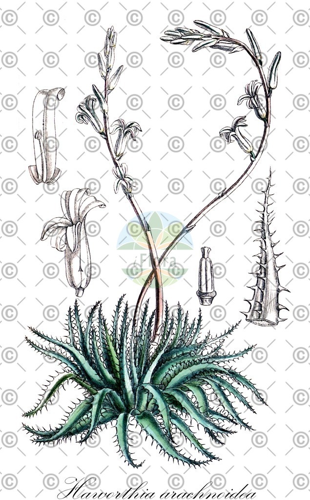 HistAbb_wfo-0000040338_1_ENZY_Simple | Historische Abbildung von Haworthia arachnoidea - Asphodelaceae | Historical Illustration of Haworthia arachnoidea - Asphodelaceae