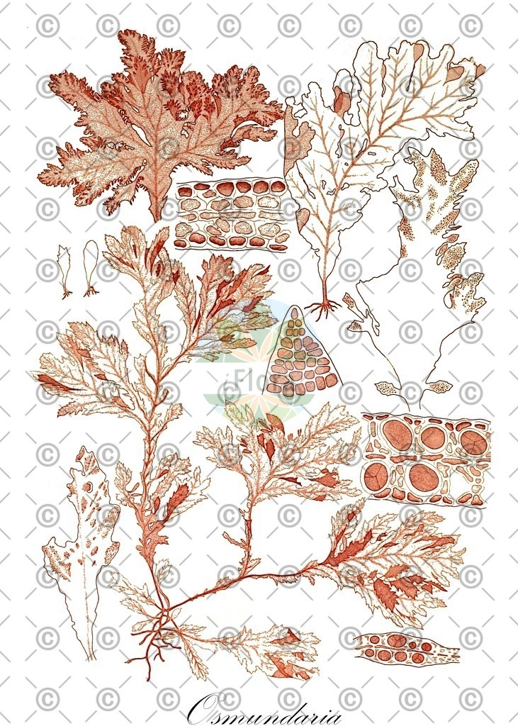 HistAbb_63H27_1_ENZY_Simple | Historische Abbildung von Osmundaria - Rhodomelaceae (0) | Historical Illustration of Osmundaria - Rhodomelaceae (0)