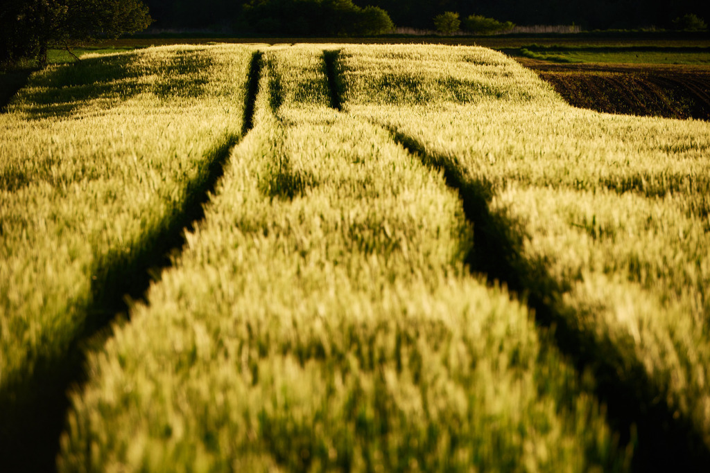 Roggenfeld im Gegenlicht | Dobersdorf, Austria - May 10, 2019: Roggenfeld im Gegenlicht. - Realisiert mit Pictrs.com