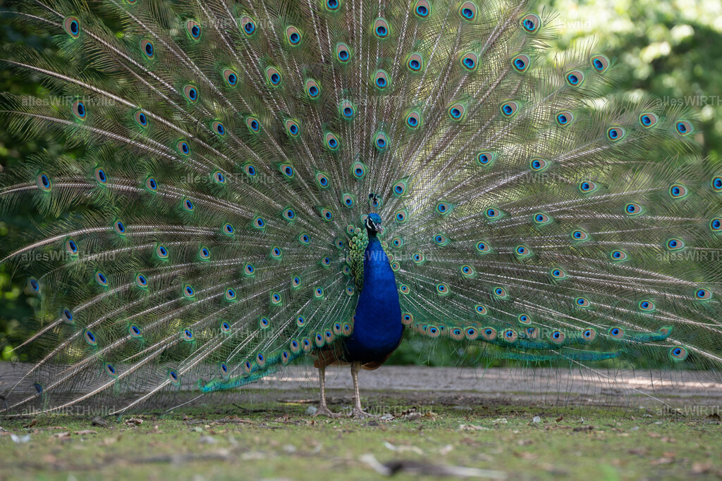 Daniel Wirth - www.allesWIRTHwild.de -20210711-AWG00113 | Entdecke die faszinierende Welt der Natur- und Wildlife-Fotografie von Daniel und Bärbel. Inspirierende Bilder von wilden Tieren und kleinen Naturwundern.