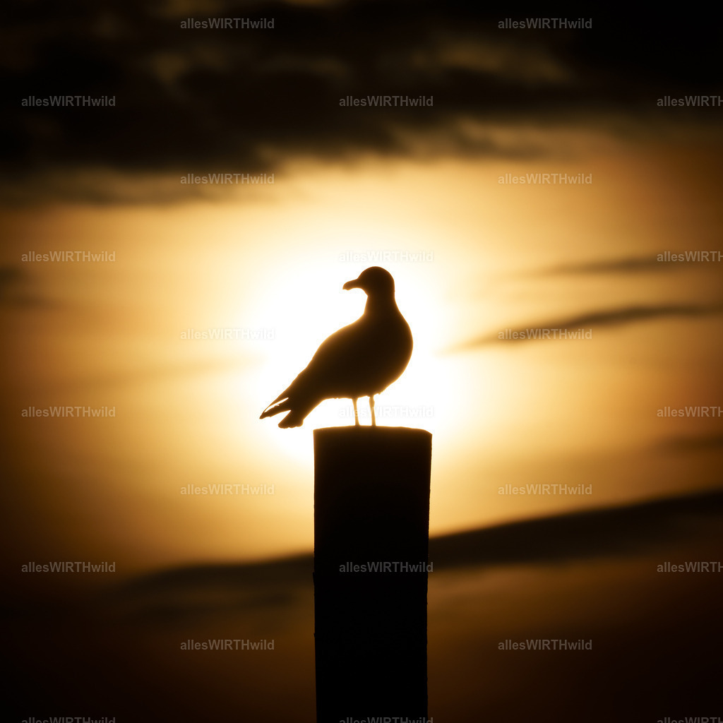 allesWIRTHgut Tierfotografie - www.allesWIRTHwild.de - 7IV03477 | Entdecke die faszinierende Welt der Natur- und Wildlife-Fotografie von Daniel und Bärbel. Inspirierende Bilder von wilden Tieren und kleinen Naturwundern.