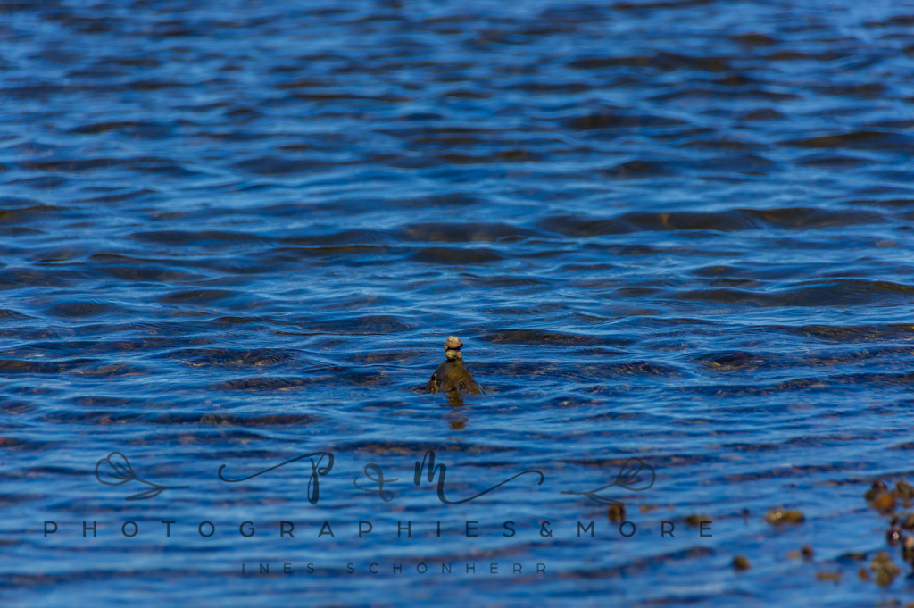 IMGP0402 | Nordseeinsel Mandö - Realisiert mit Pictrs.com
