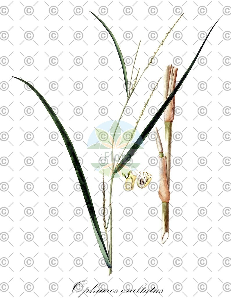 HistAbb_EMP_25544_SRC_Schlechtendal_FLORAD_SIMPLE | Historische Abbildung von Ophiuros exaltatus - Poaceae | Historical Illustration of Ophiuros exaltatus - Poaceae