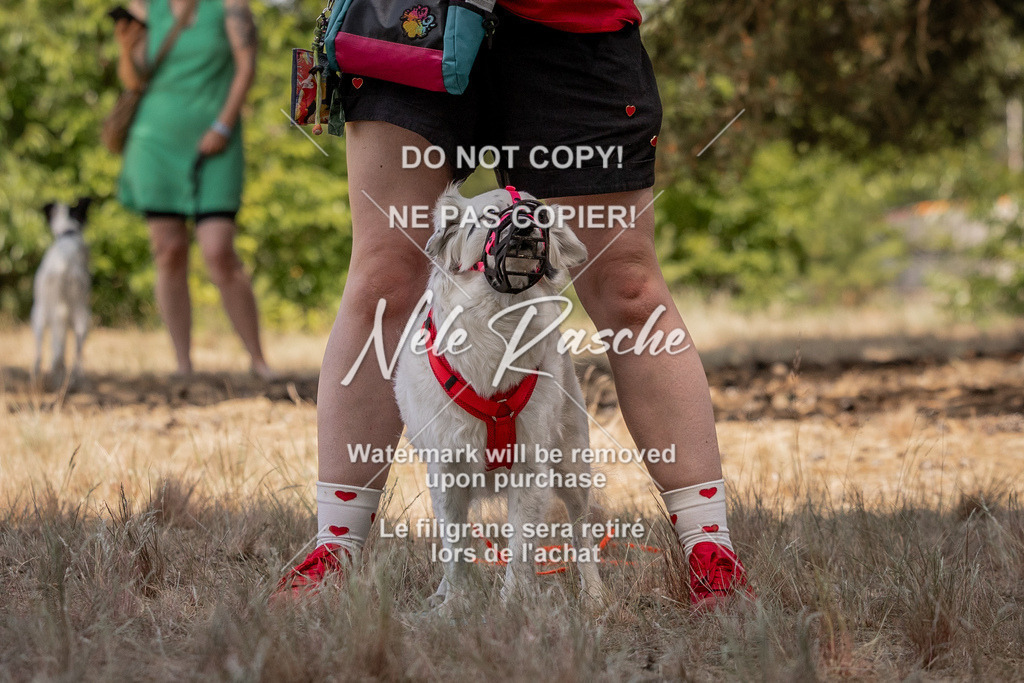 nelerasche_soDD2_375 | nelerasche