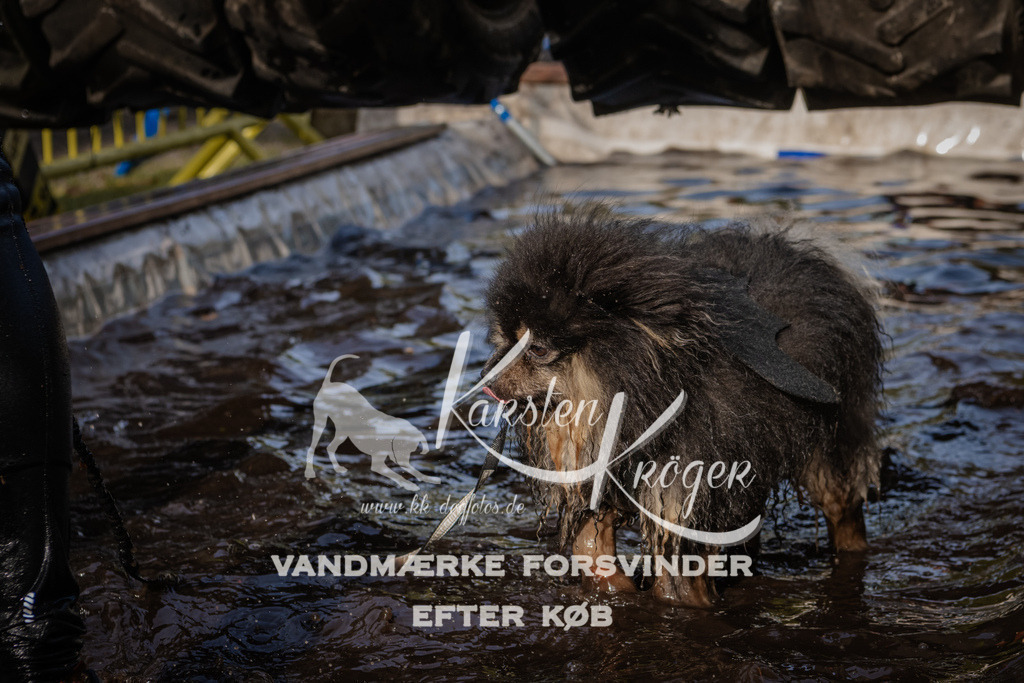 1411_ZZ94099 | kk-dogfotos