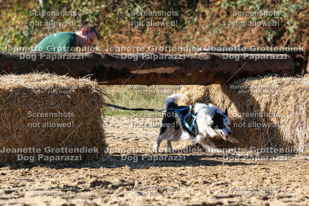 Dog Paparazzi - Strongdog 10-25-2685 | Dog Paparazzi Jeanette Grottendiek Fotografie & Videografie - Realisiert mit Pictrs.com