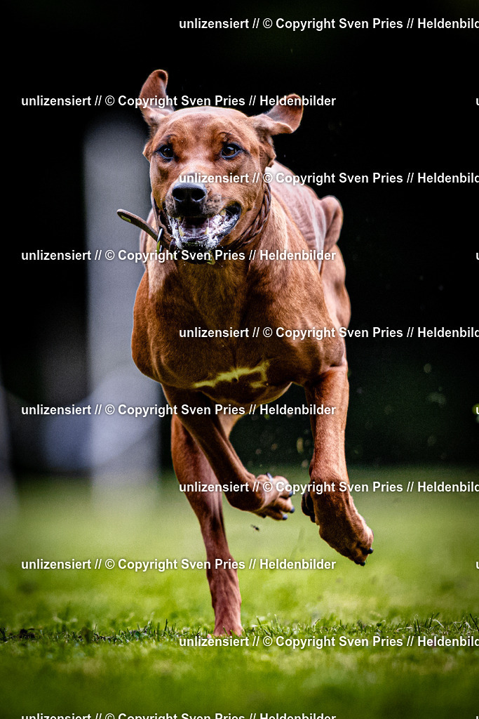 Sven Pries | 2025-10-03 - Hunderennen Obergrombach - Realisiert mit Pictrs.com