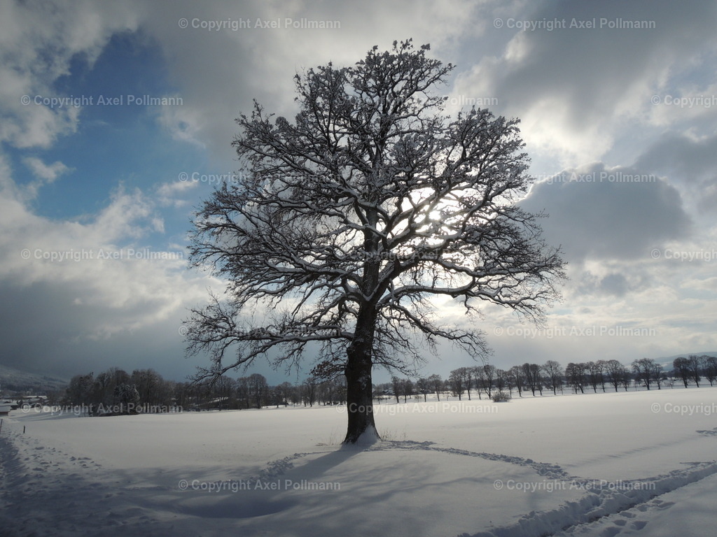 102-DSCN3408 | fotografiert von Axel PollmannLeonhardi Wallfahrt Benediktbeuern und Murnau, Fronleichnam, Fasching, Landschaft im Loisachtal und Benediktbeuern  - Realisiert mit Pictrs.com