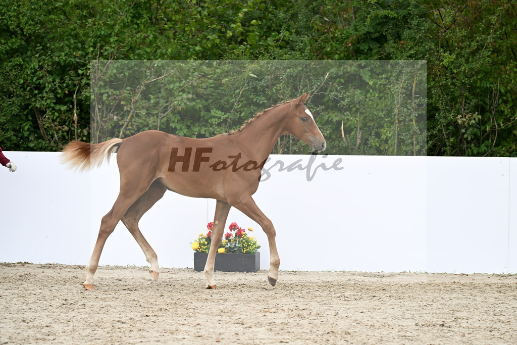 Zirocco Blue x Casall_HF_Simonet_23250826 | hf-fotografie - Realizzato con Pictrs.com