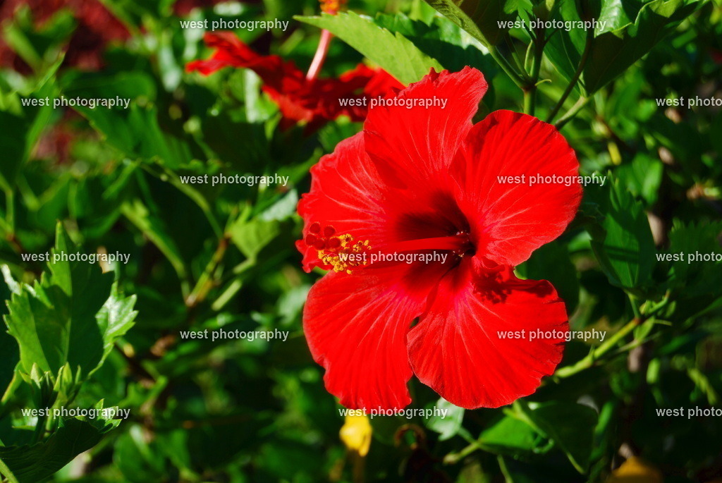 Rapa Nui flower 1 - CHI 2011 | west photography - Realisiert mit Pictrs.com
