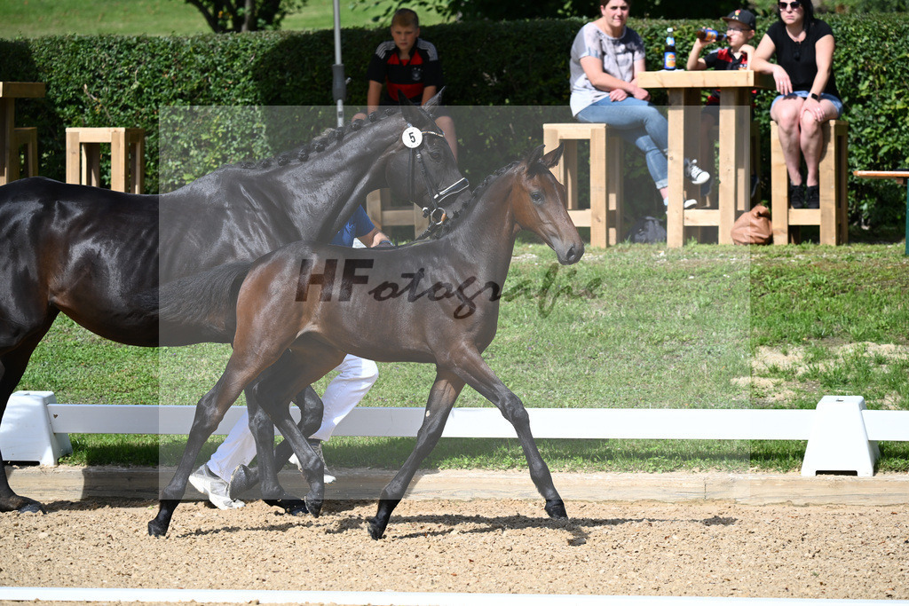 Kat-Nr. 5 SF DSP Va Bene x Samaro_Reissler__27230127 | hf-fotografie - Realisiert mit Pictrs.com