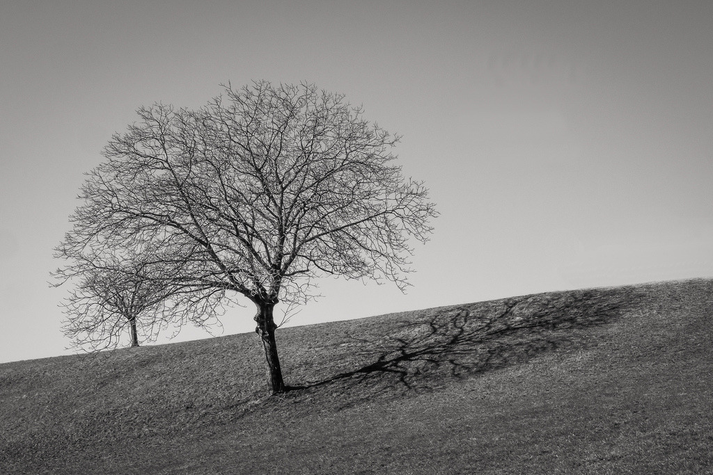 Baum beim Flugplatz Schupfart | Baum an einem Hang stehend - Realisiert mit Pictrs.com