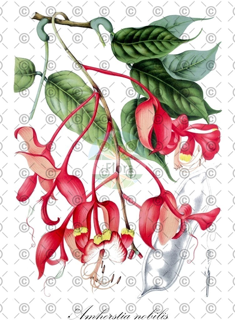 HistAbb_wfo-0000184535_1_ENZY_Simple | Historische Abbildung von Amherstia nobilis - Fabaceae | Historical Illustration of Amherstia nobilis - Fabaceae