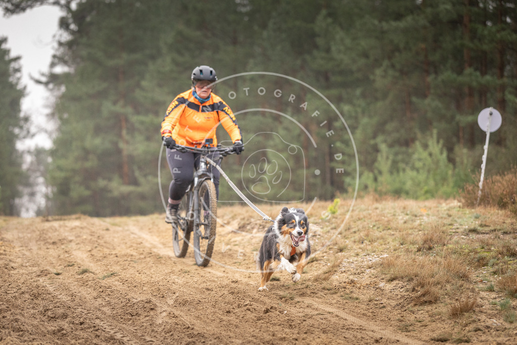 Pfotenfotografie_DV3A3959 | Hundefotografie, Tierfotograf, Pfotenfotografie, Fotoshooting Hund, Hunde Portrait, Hundesport, Hundeportraits, Heideshooting, Hunde, Sportfotograf, Hundefotograf, Turnierhundsport, THS,  - Realisiert mit Pictrs.com