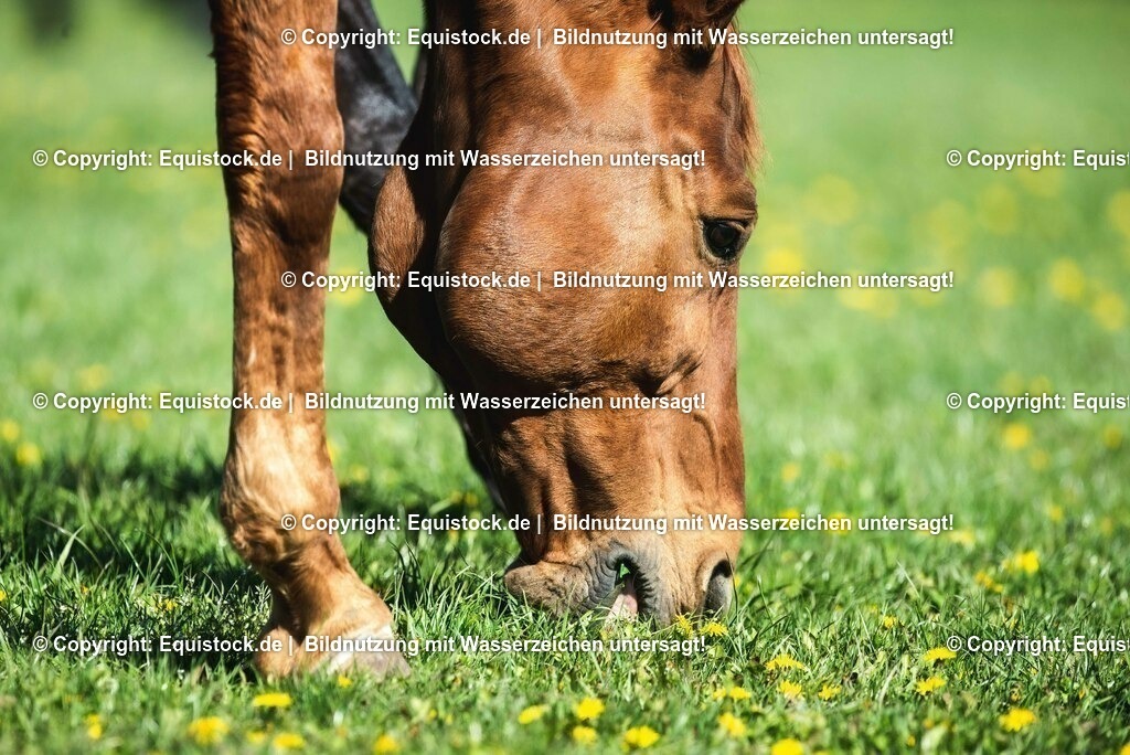 20210426_Pferd-auf-Koppel_0084 | equistock