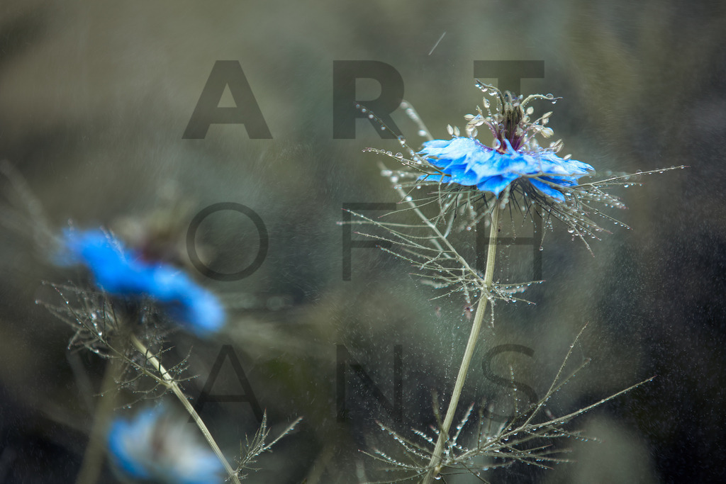 Ein Hans Fineart Original | Entdecke die Kunst von Hans Fineart - Fotografien für dein Zuhause. Verwandle deine Wände mit einzigartigen Kunstwerken und bringe die Schönheit der Welt in dein Leben. Bestelle jetzt und schaffe einen Ort der Inspiration und Eleganz.