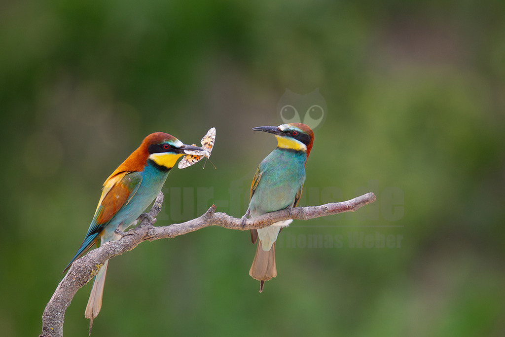 20140522170338-5 | Zwei Europäische Bienenfresser (Merops apiaster) sitzen auf einem kahlen Ast. Der linke Bienenfresser hält einen hellen Schmetterling im Schnabel und wendet sich dem rechten Bienenfresser zu, der aufmerksam zu ihm blickt. Dies deutet auf eine Fütterungsinteraktion hin, möglicherweise als Teil der Balz oder Brutpflege. Der Hintergrund ist ein weiches, unscharfes Grün, das die Vögel hervorhebt. - Realisiert mit Pictrs.com